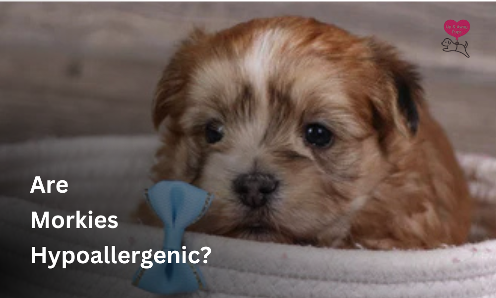 Are Morkies Hypoallergenic