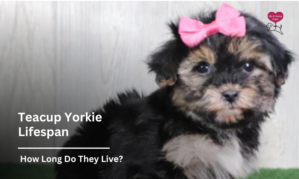 Teacup Yorkie Lifespan