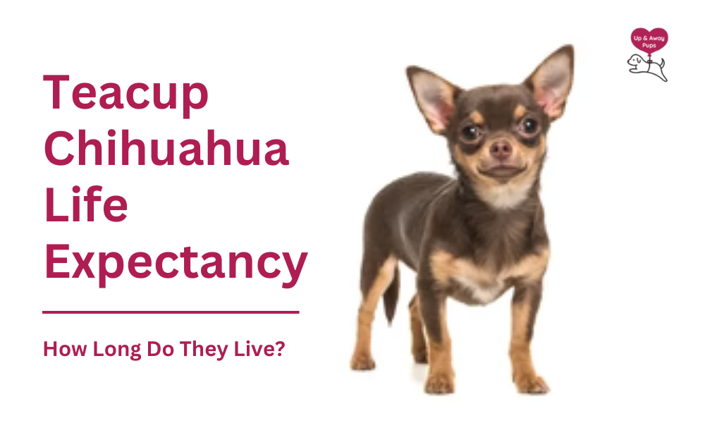 Teacup Chihuahua Life Expectancy: How Long Do They Live?