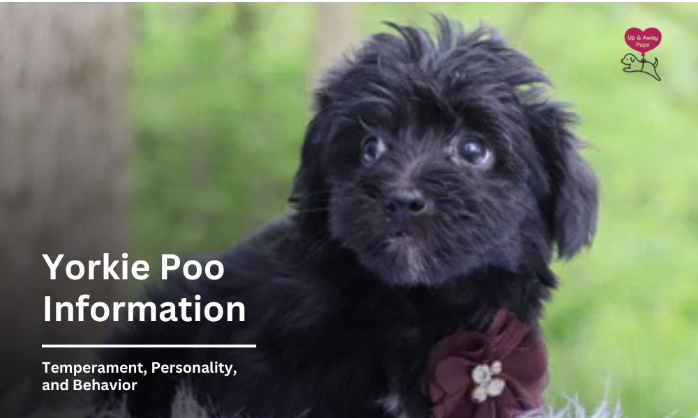 Yorkie Poo Information