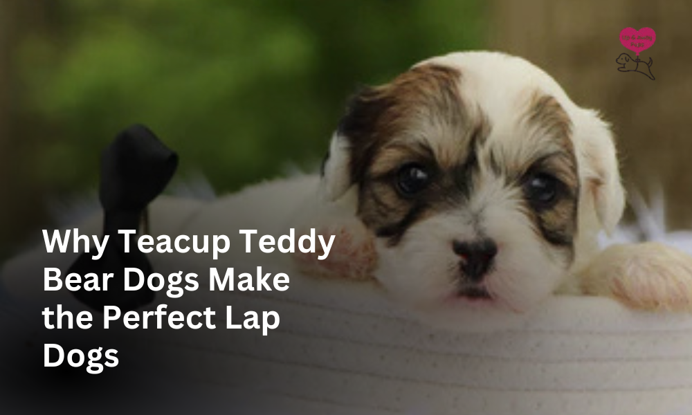 Teacup Teddy Bear Dogs Make the Perfect Lap Dogs