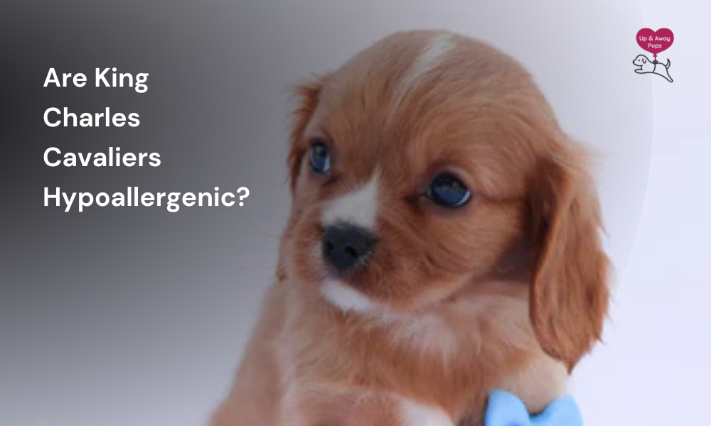 Are King Charles Cavaliers Hypoallergenic