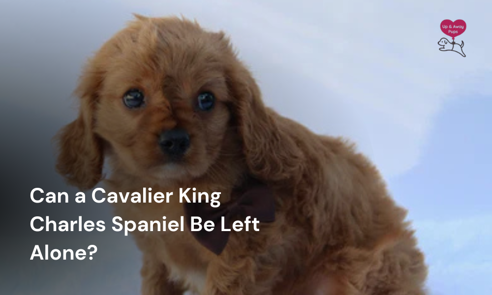 Can a Cavalier King Charles Spaniel Be Left Alone