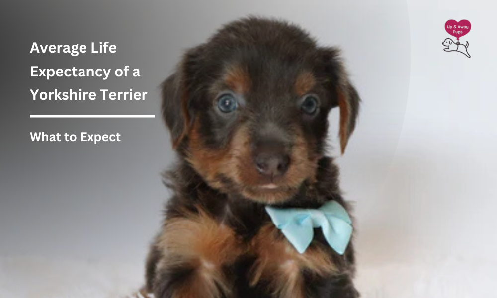 Average Life Expectancy of a Yorkshire Terrier