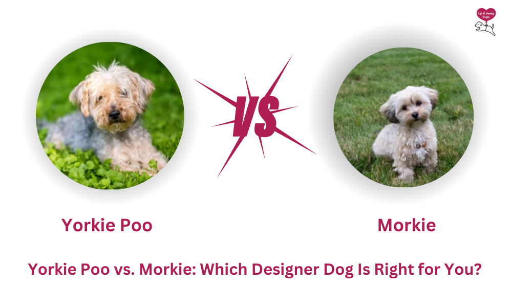 Yorkie Poo vs. Morkie