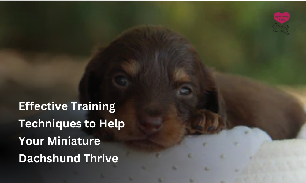 Effective Training Techniques to Help Your Miniature Dachshund 