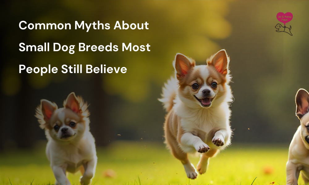 Common Myths About Small Dog Breeds Most People Still Believe