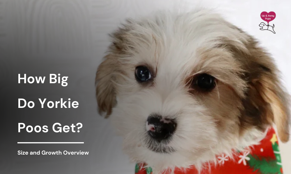 How Big Do Yorkie Poos Get?