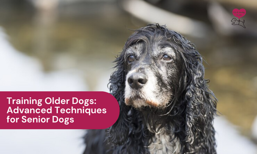 Training Older Dogs: Advanced Techniques for Senior Dogs