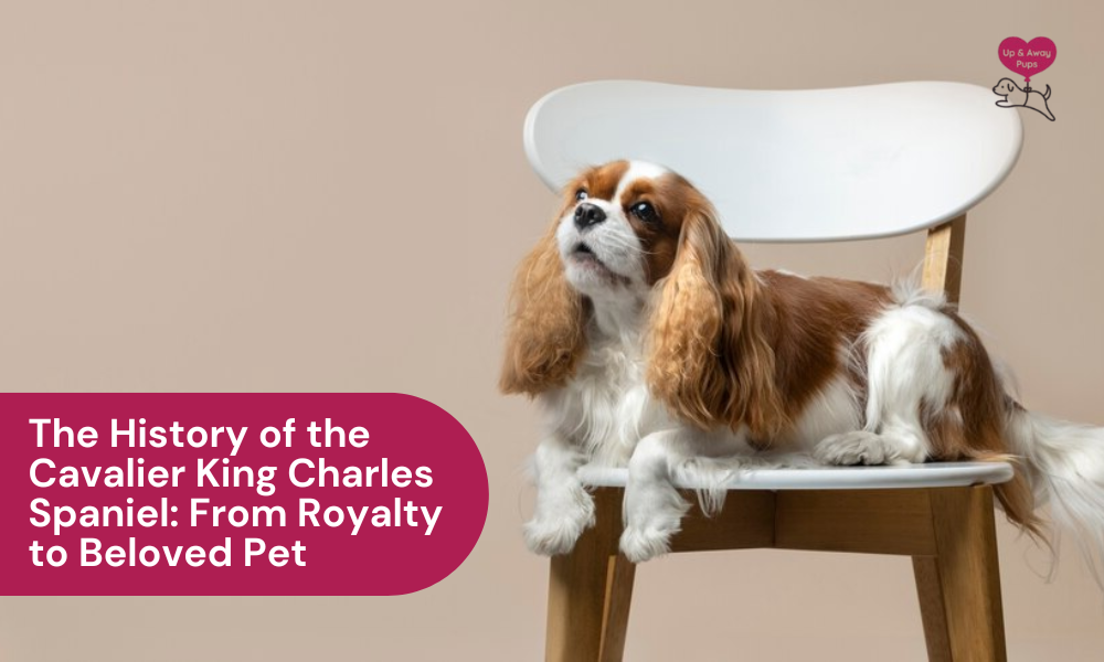 history of king charles spaniel