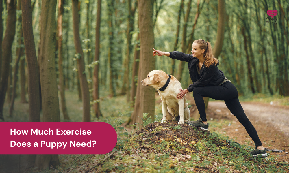 puppy exercising