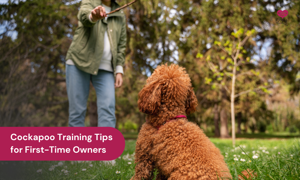 Cockapoo Training