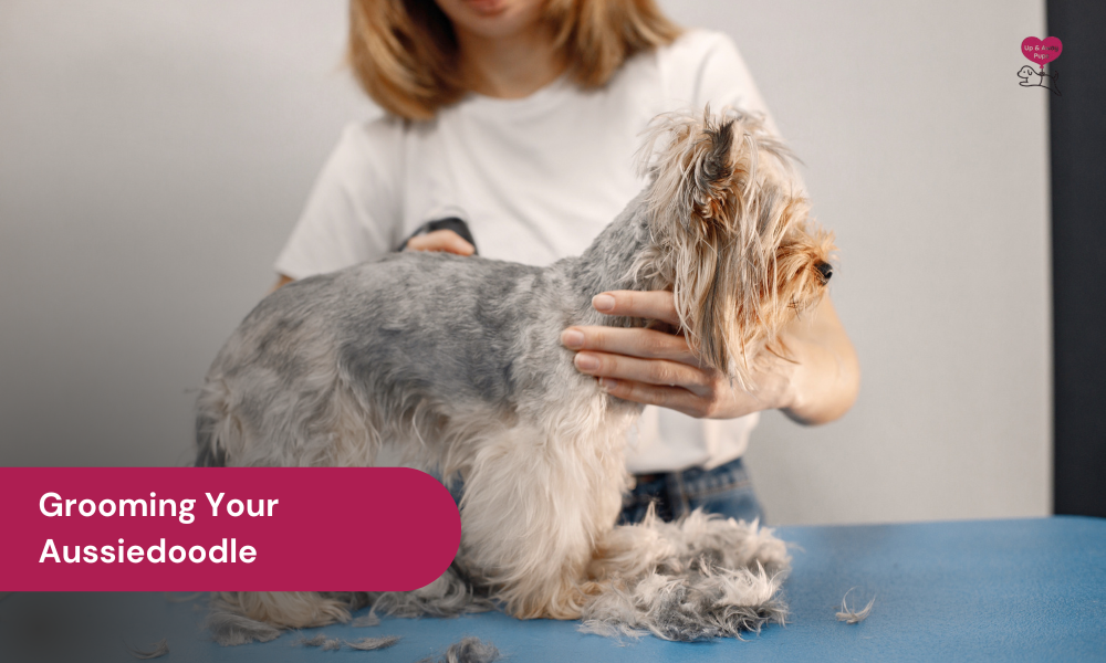 Grooming Your Aussiedoodle