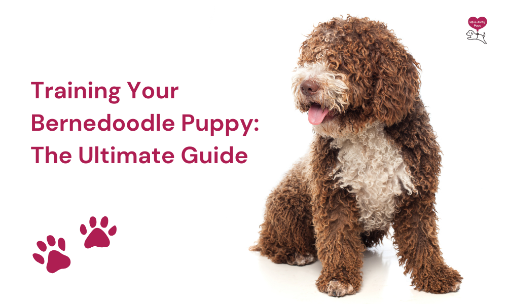 Training Your Bernedoodle Puppy