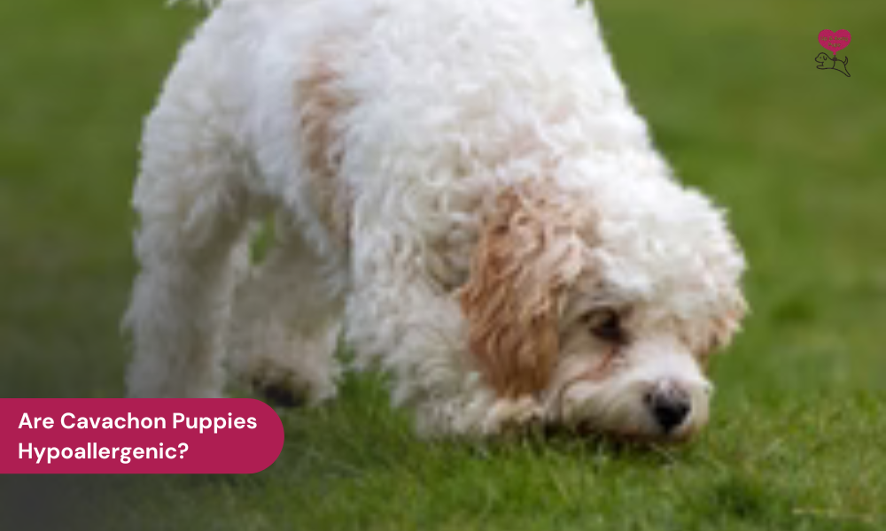  Cavachon Puppies 