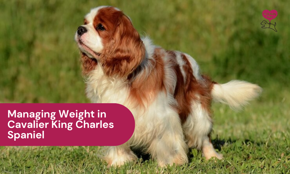 Is Your Cavalier Overweight