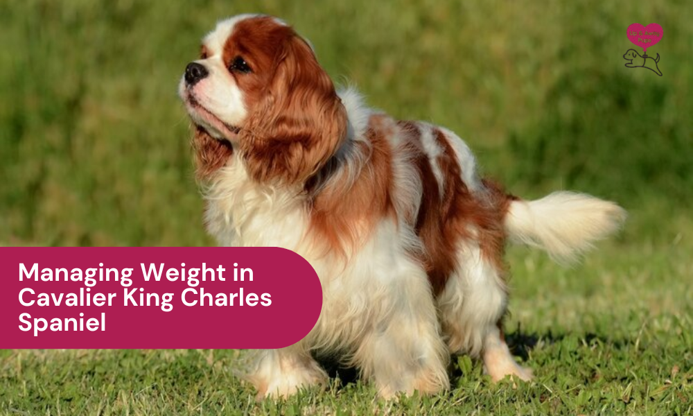 Managing Fat Cavalier King Charles Spaniel