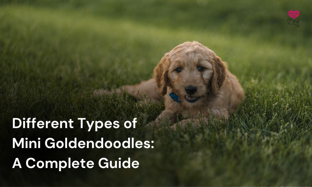 types of mini goldendoodles