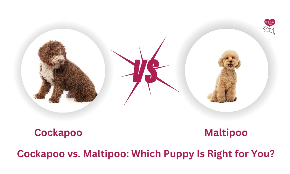 Cockapoo vs. Maltipoo