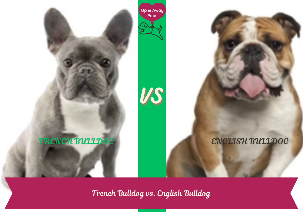 French Bulldog vs. English Bulldog