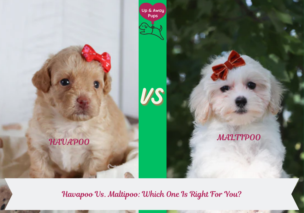 Havapoo Vs. Maltipoo