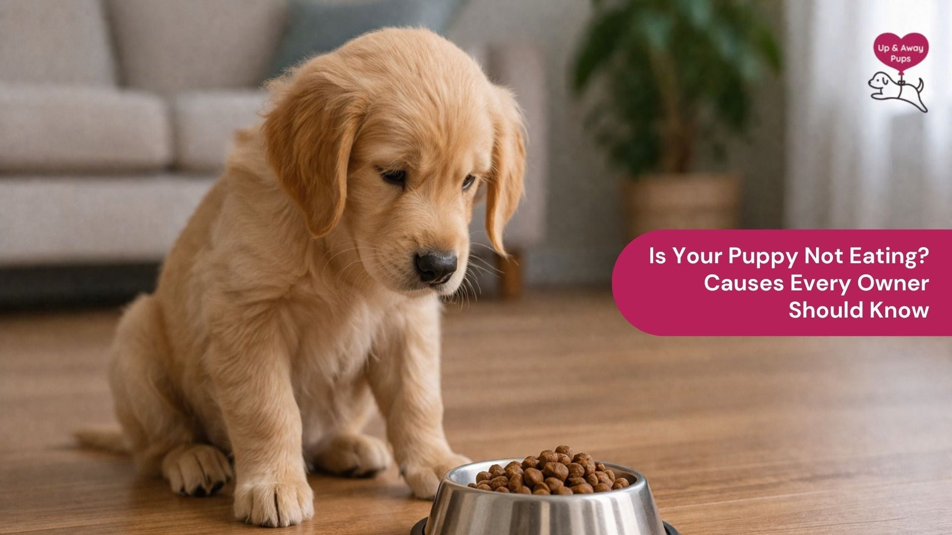 Is Your Puppy Not Eating? Causes Every Owner Should Know