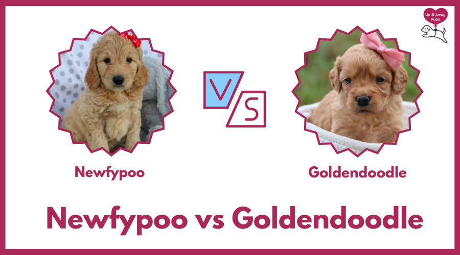 Newfypoo vs Goldendoodle