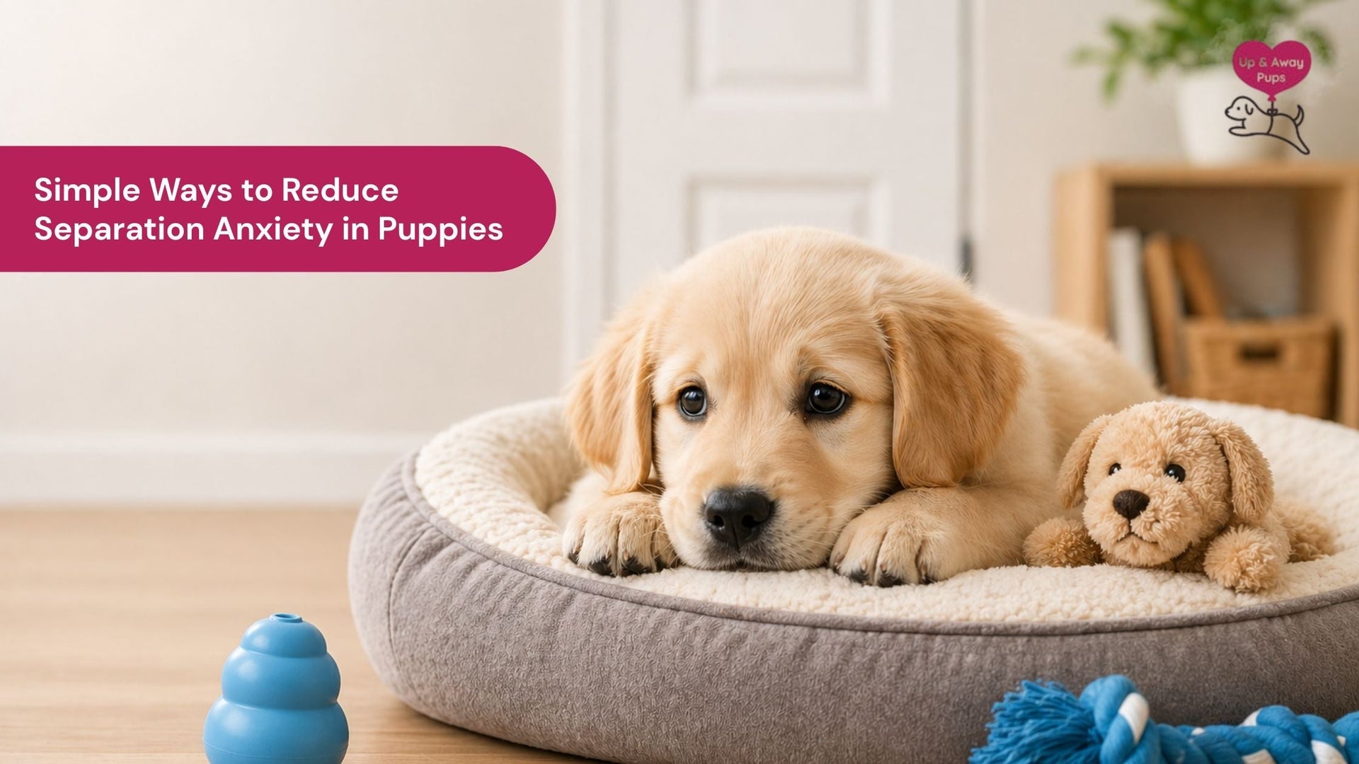 Simple Ways to Reduce Separation Anxiety in Puppies