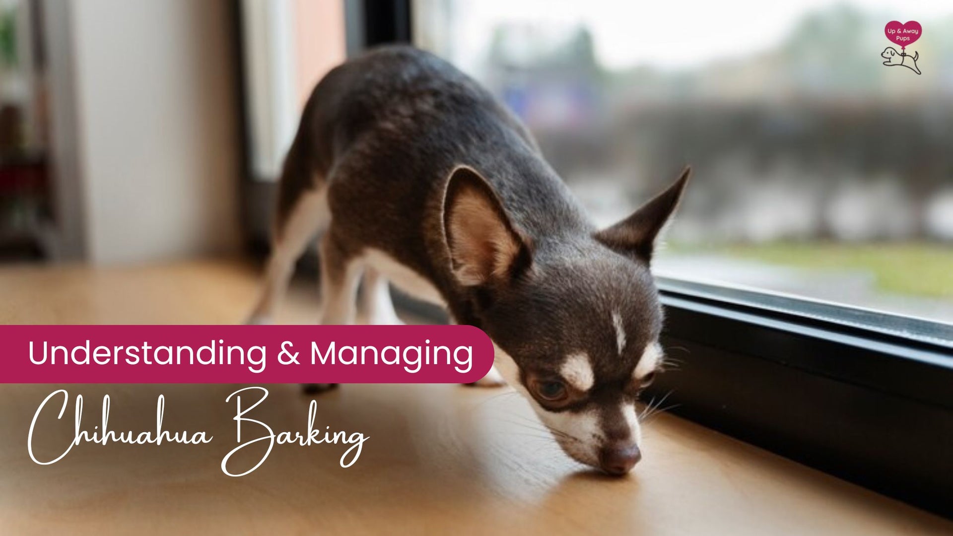 Understanding and Managing Chihuahua Barking: Tips for a Quieter Dog