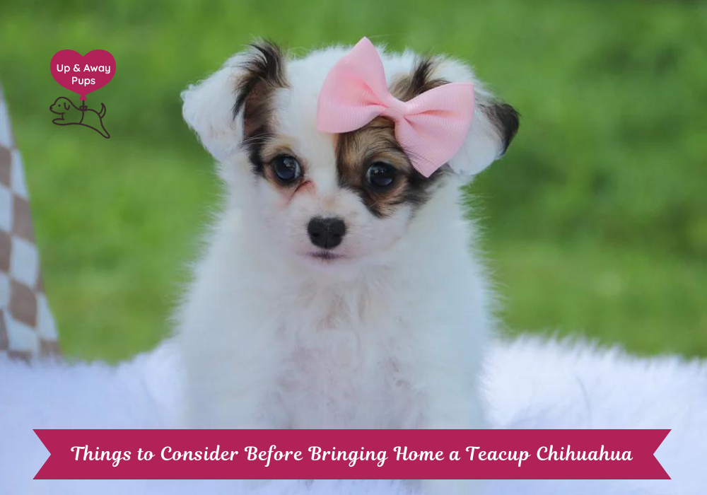 Tea cups chihuahua online