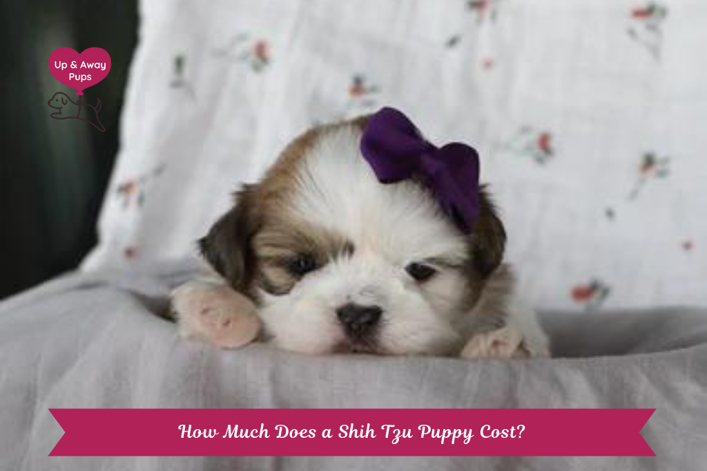 How Much Does a Shih Tzu Puppy Cost?