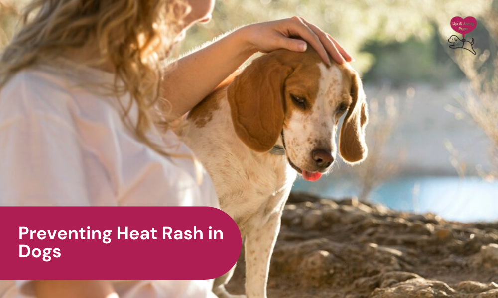 Understanding Heat Rash in Dogs