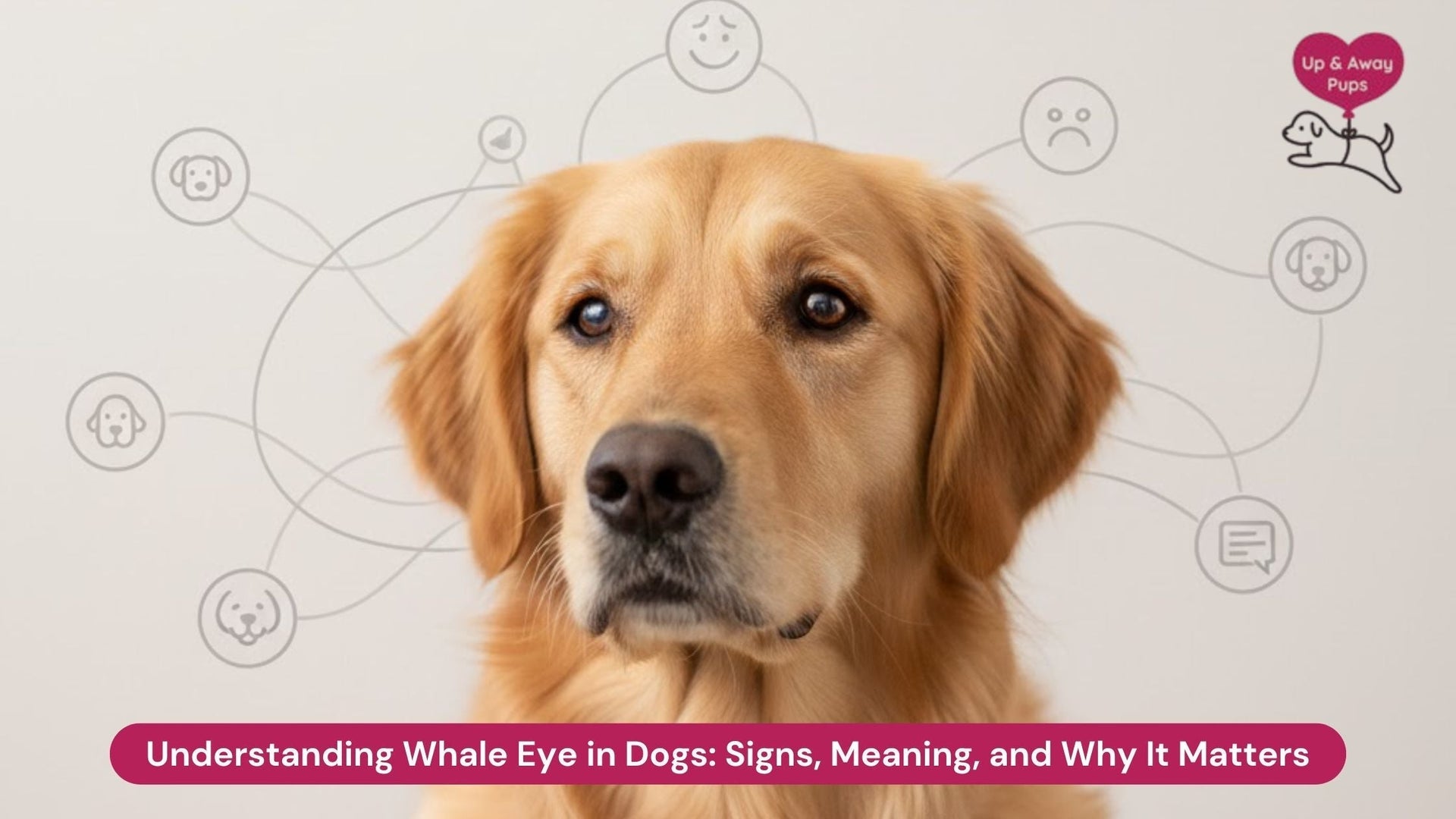 Understanding Whale Eye in Dogs Signs, Meaning, and Why It Matters