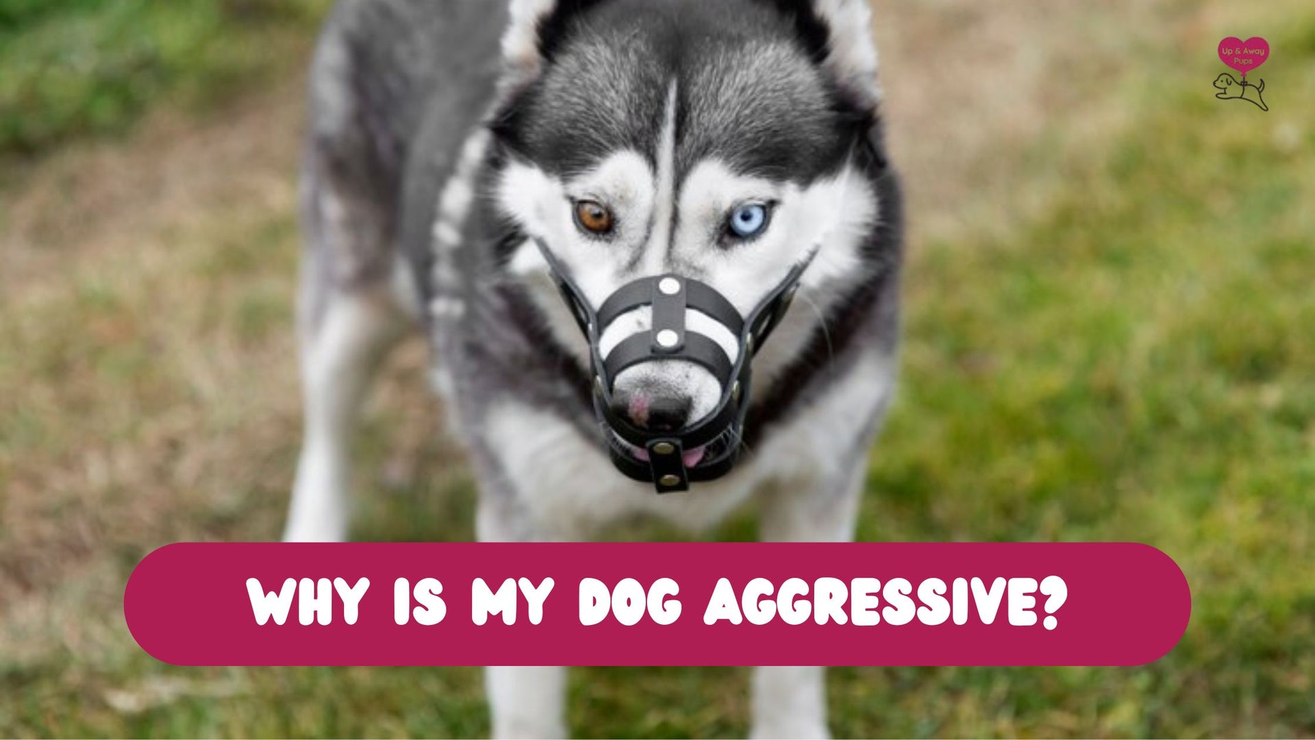 Why is my dog aggressive?