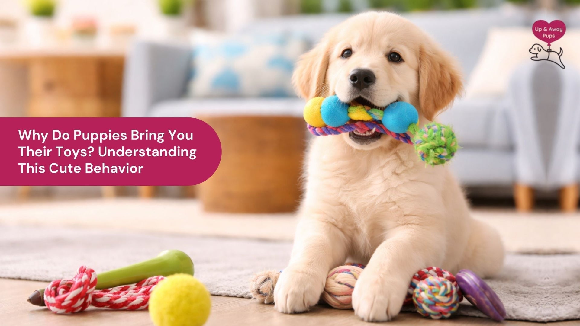 Why Do Puppies Bring You Their Toys? Understanding This Cute Behavior