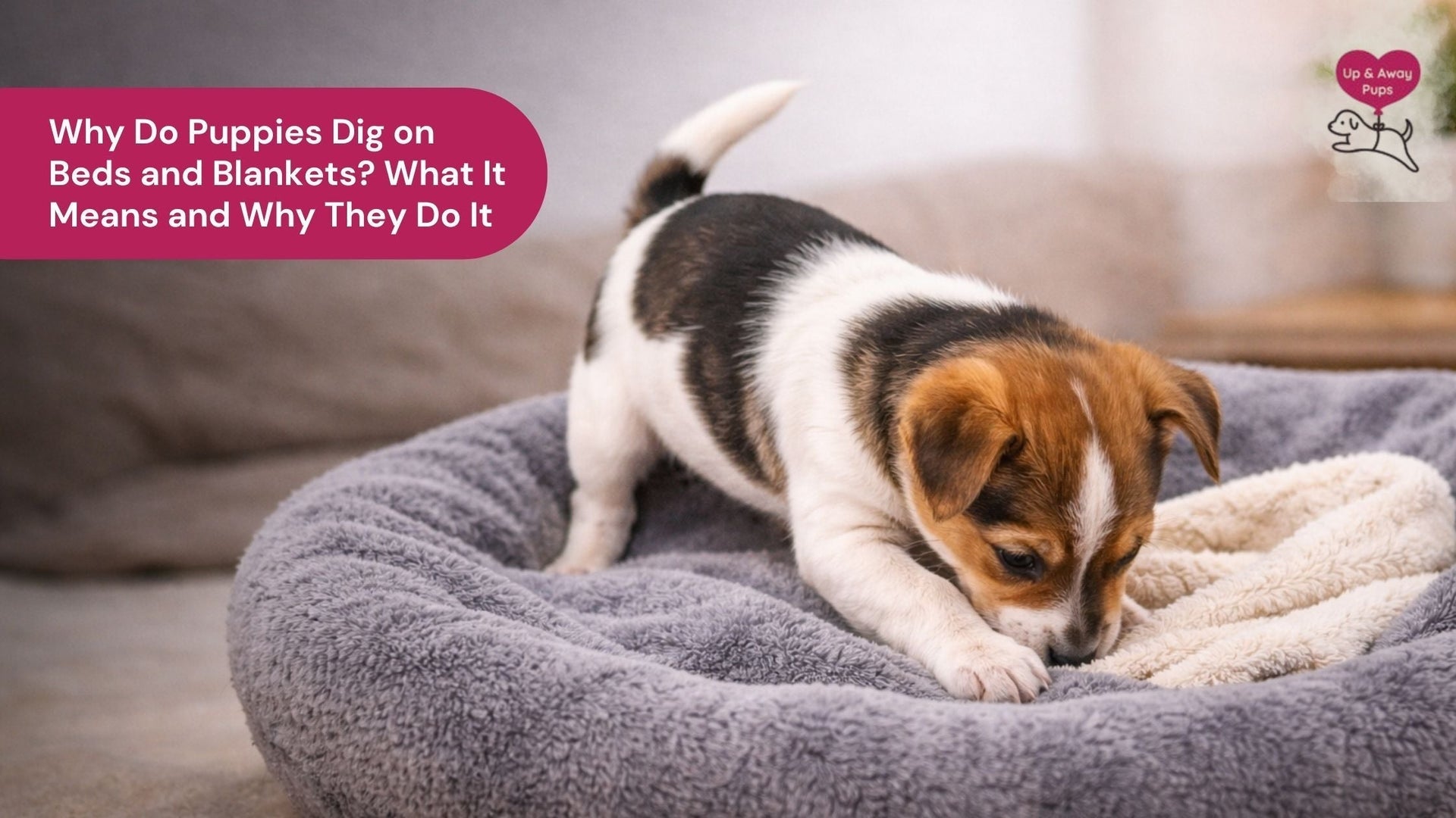 Why Do Puppies Dig on Beds and Blankets? What It Means and Why They Do It