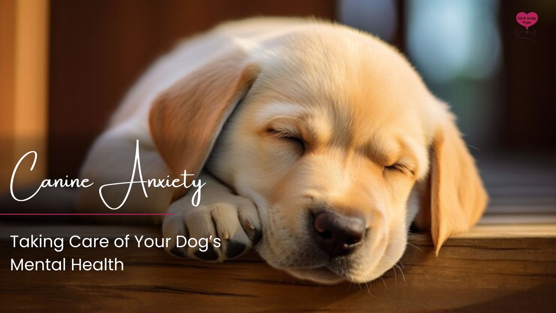 Understanding Canine Anxiety and Mental Health