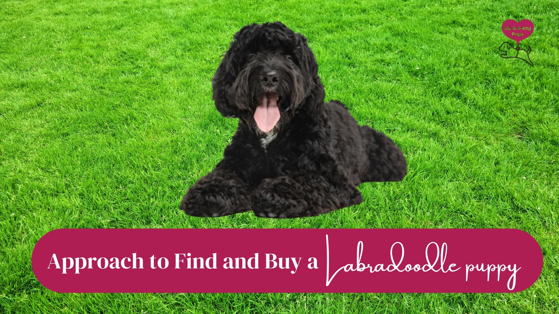 Smart Approach to Find and Buy a Labradoodle Puppy