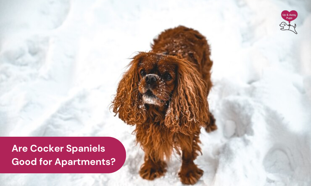 are cocker spaniels good for apartments