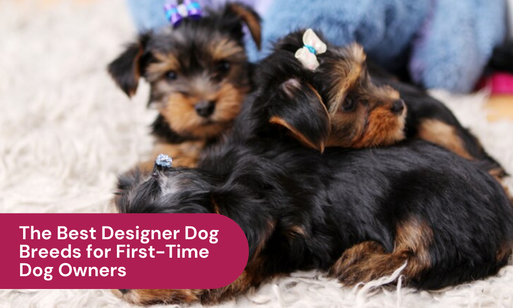 best designer dog breeds for first time dog owners