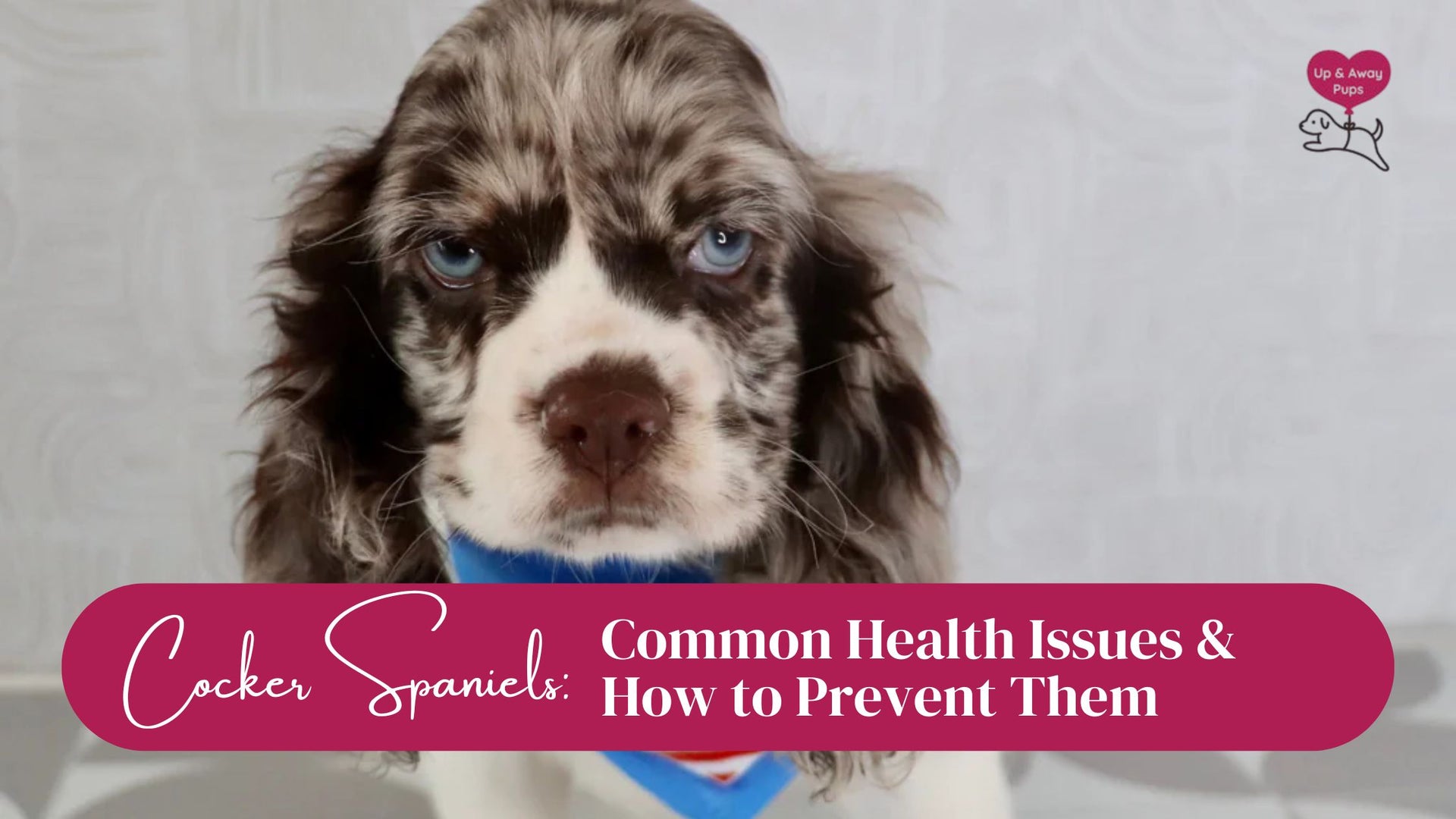 Cocker Spaniel Common Health Issues & How to Prevent Them