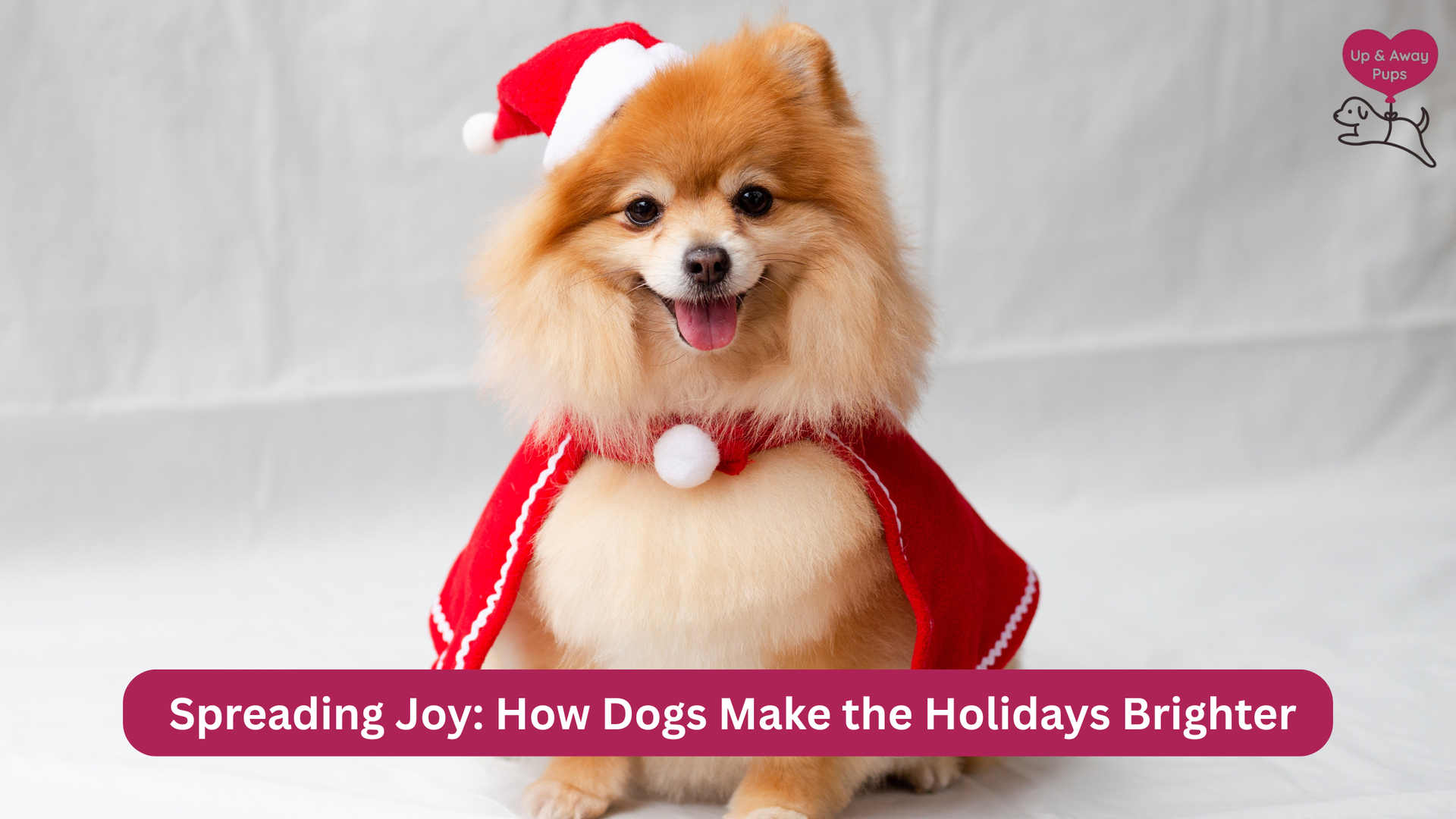 dogs and holidays