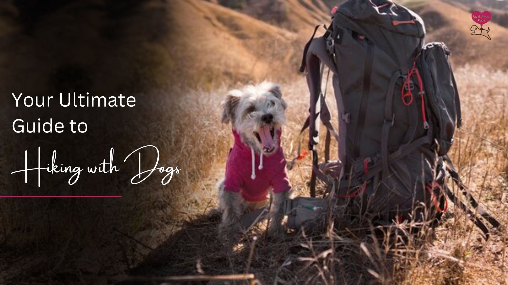 Guide to hiking with dogs