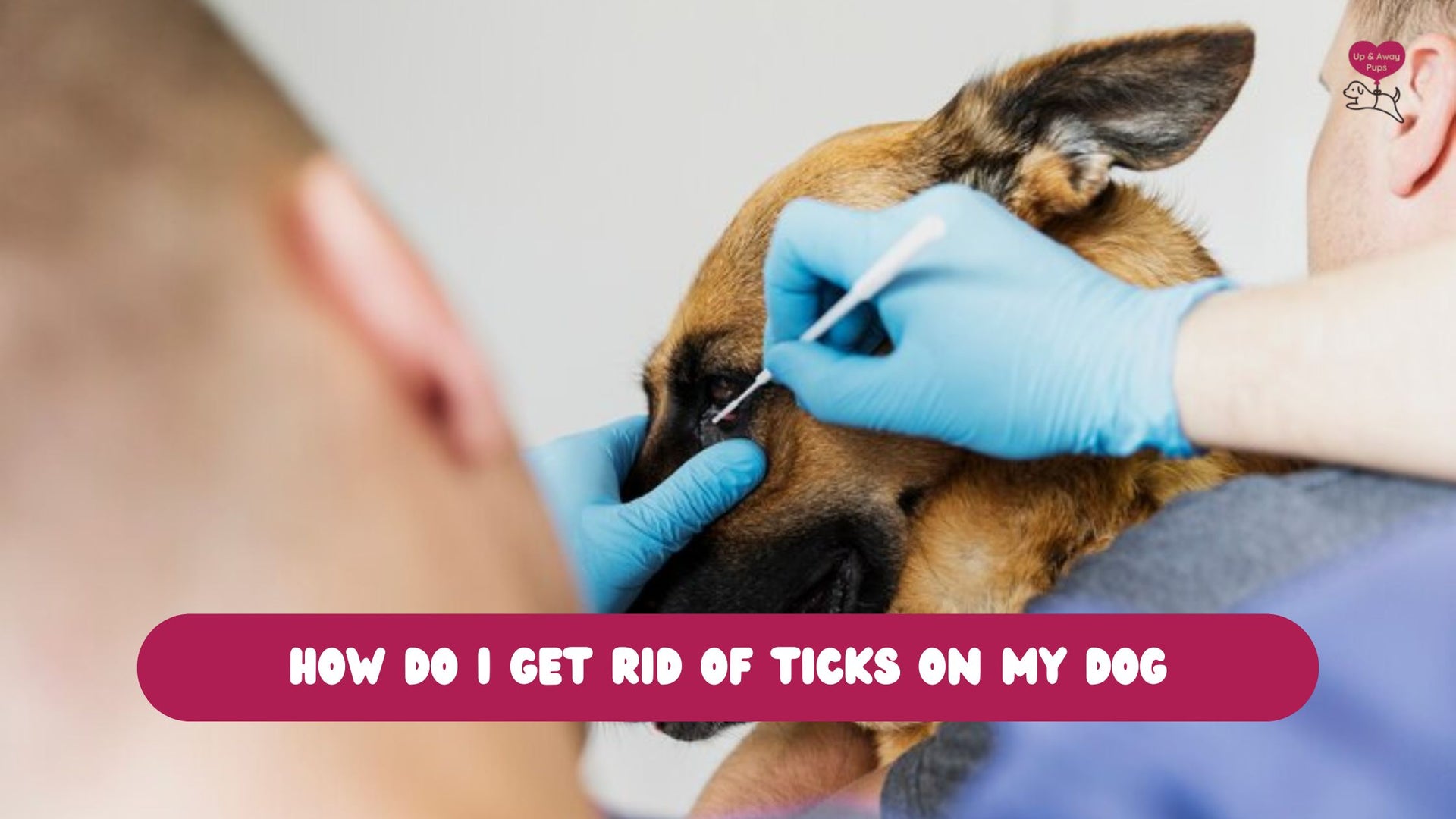 how do I get rid of ticks on my dog