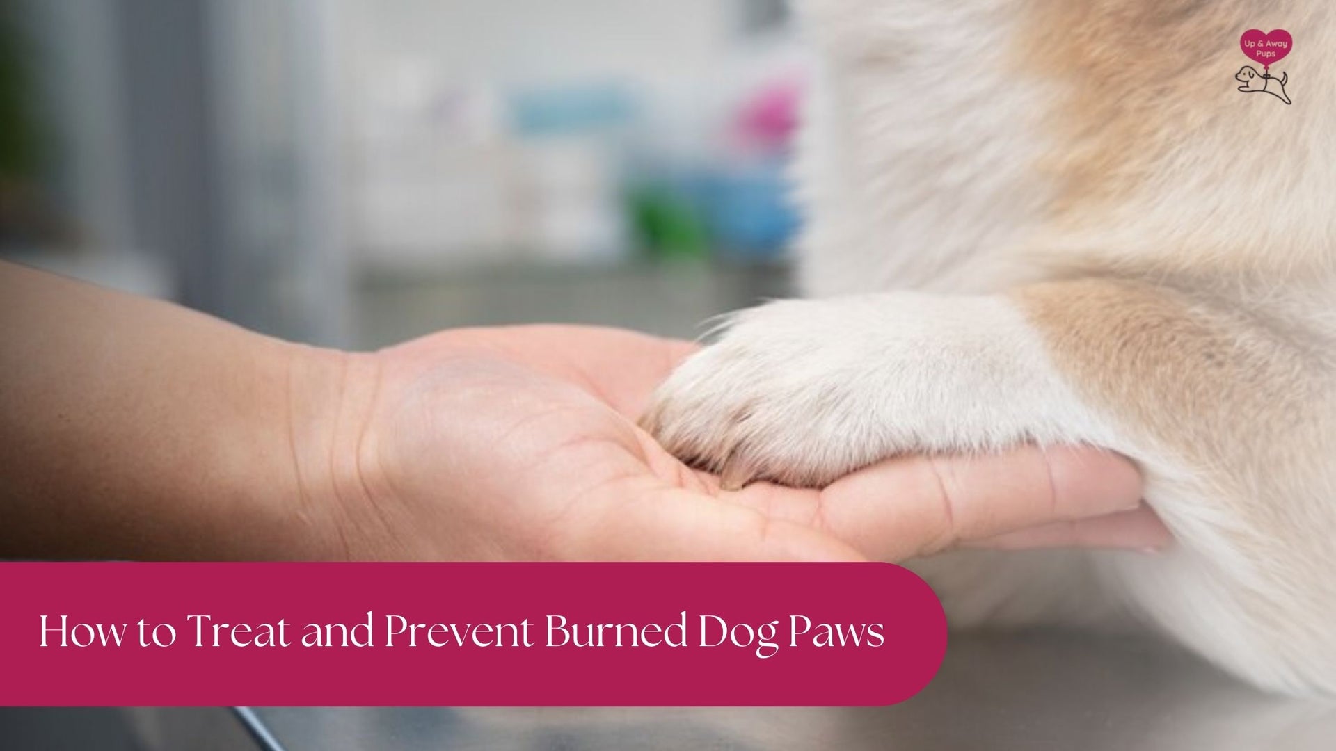 how to treat burned dog paws