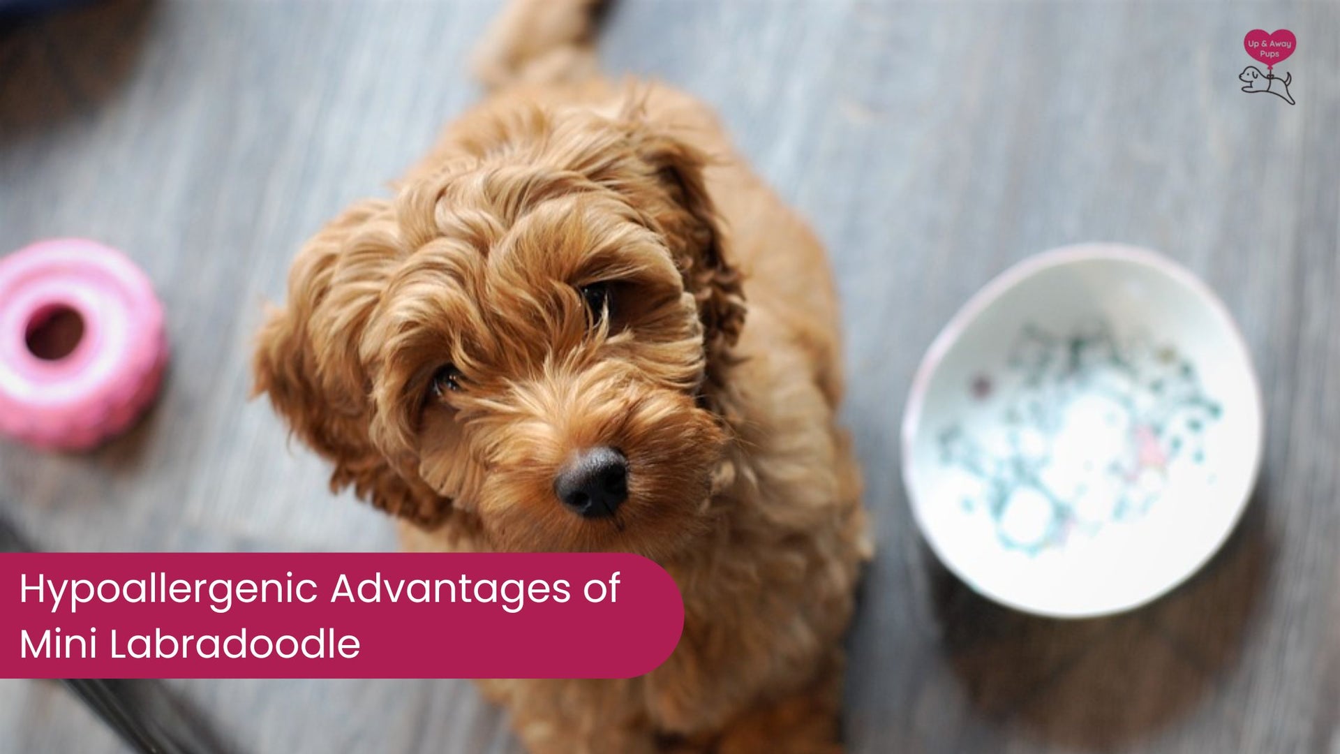 The Mini Labradoodles Hypoallergenic Advantage: What You Need to Know