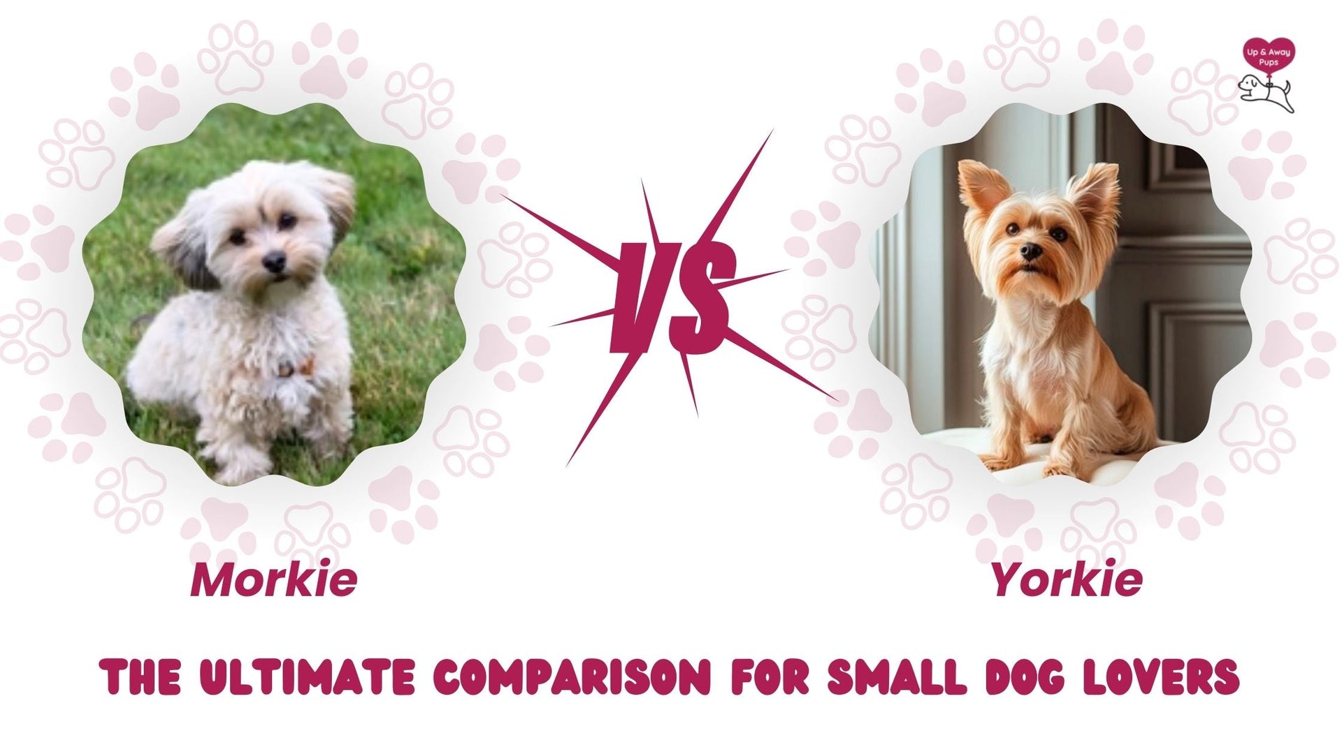 morkie vs yorkie