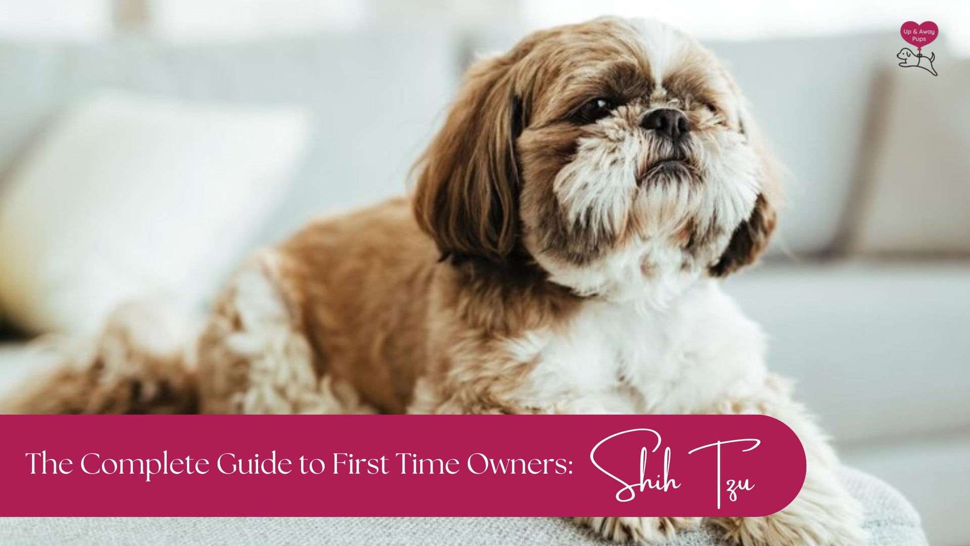 shih tzu first time owner guides