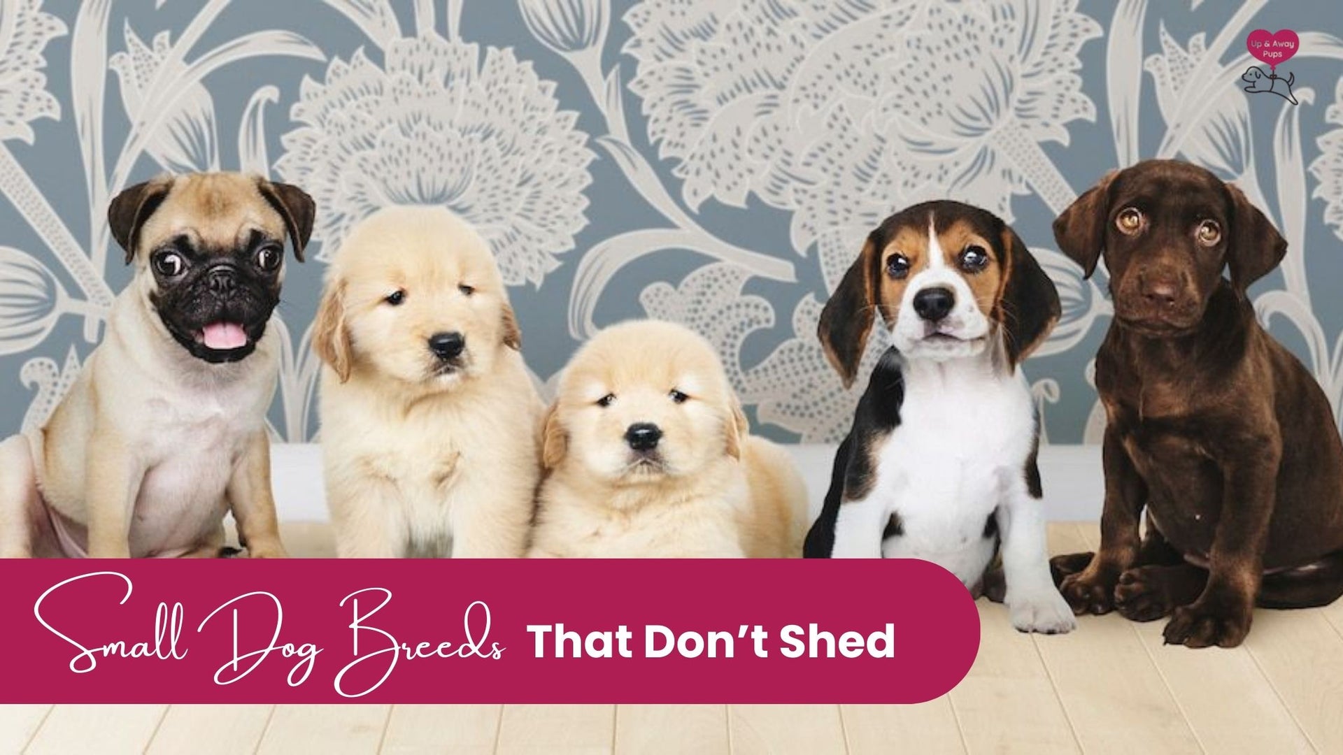 Top 10 Best Non Shedding Small Dog Breeds You Can Consider