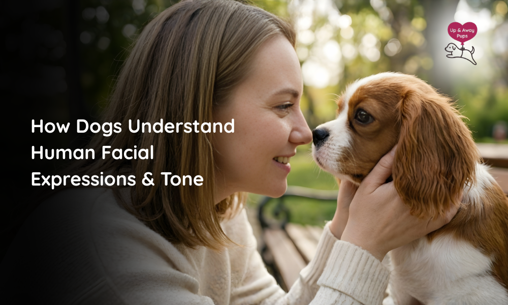 How Dogs Understand Human Facial Expressions & Tone